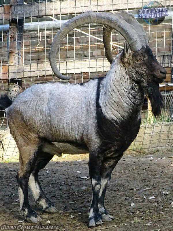 Безоаровый козёл (Capra aegagrus)