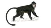 Бирманская курносая обезьяна: редкая и уникальная природная особенность