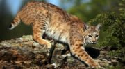 Рыжая рысь (Lynx rufus) — описание и особенности