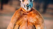 Большой рыжий кенгуру (Osphranter rufus): фото, описание, где живет и чем питается