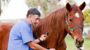 Болезни лошадей и жеребят: причины, симптомы и лечение, профилактика