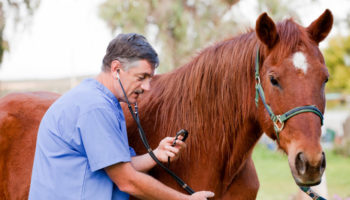 Болезни лошадей и жеребят: причины, симптомы и лечение, профилактика
