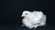 Болезни цыплят бройлеров, поддающиеся лечению в домашних условиях