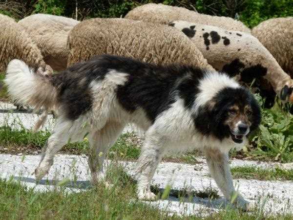 Питание болгарской овчарки