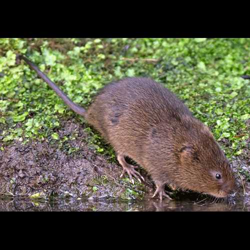 Интересные факты о болотных крысах