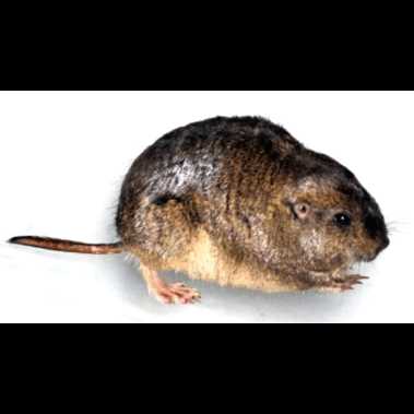 Питание и рацион болотных крыс