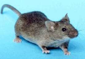 Болотные крысы (Malacomys)
