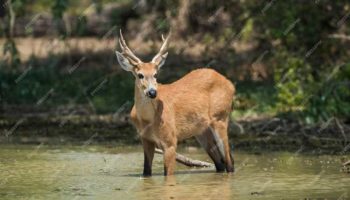 Болотный олень (Blastocerus dichotomus) — особенности, местообитание и защита