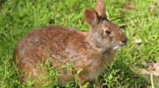 Болотный кролик (Sylvilagus palustris)