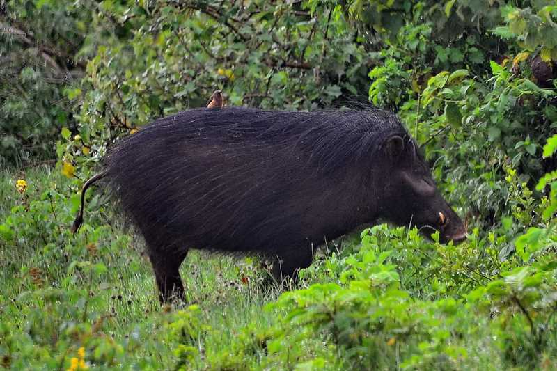 Важные факты о большой лесной свинье
