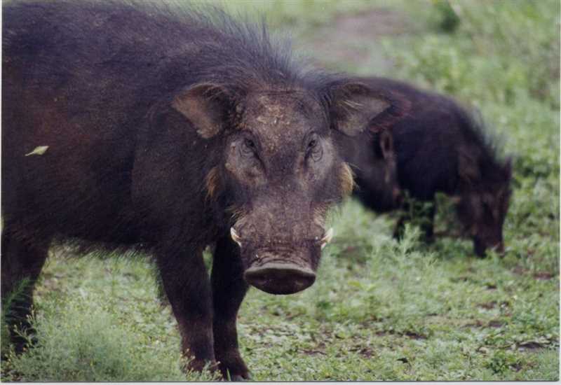 Большая лесная свинья (Hylochoerus meinertzhageni)