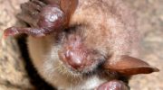 Большая ночница (Myotis myotis) — особенности малоизученного видa летучей мыши