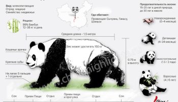 Большая панда — факты и особенности
