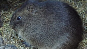 Большая свинка (Cavia magna) — особенности и уход