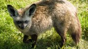 Большеухая лисица — уникальные особенности и поведение