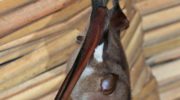 Большеухий листонос (Hipposideros pomona) — особенности, распространение и образ жизни