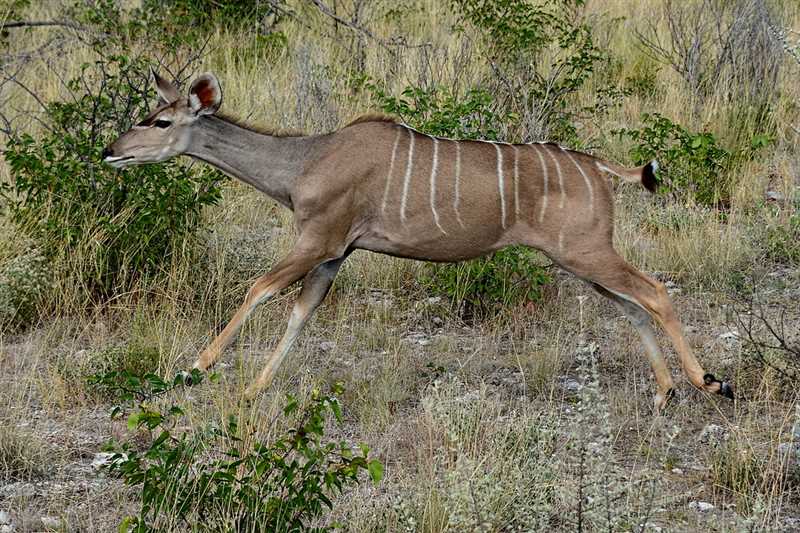 Подвид Western Greater kudu (Tragelaphus strepsiceros cottoni)