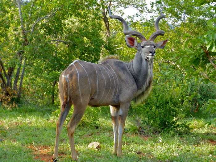 Подвид Eastern Cape kudu (Tragelaphus strepsiceros capensis)