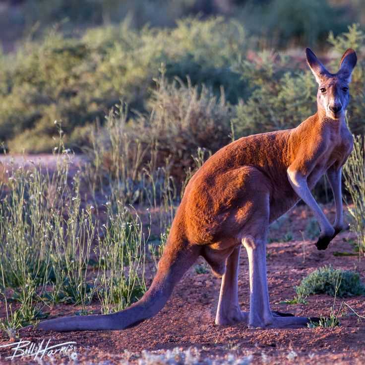Особенности внешности большого рыжего кенгуру
