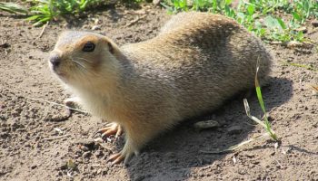 Большой суслик (Spermophilus major) — особенности, распространение и поведение