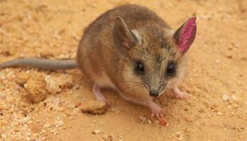 Большой хомячок (Peromyscus grandis)