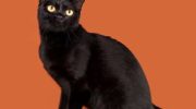 Бомбейская кошка — плюсы и минусы, характеристики, история, воспитание, здоровье, питание, уход, выбор, цена