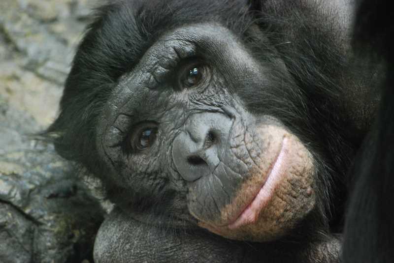 Лицо и черты бонобо