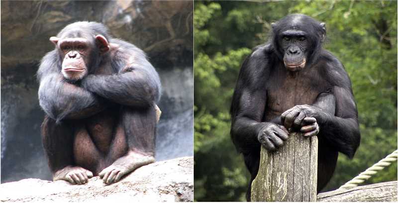 Характеристика ареала бонобо