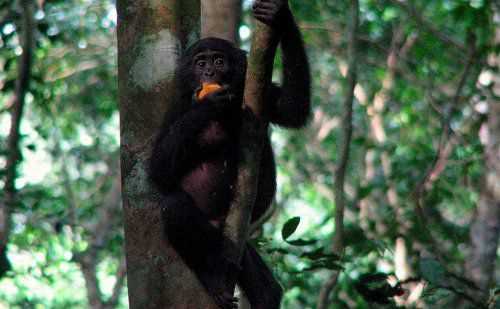 Виды и субвиды бонобо