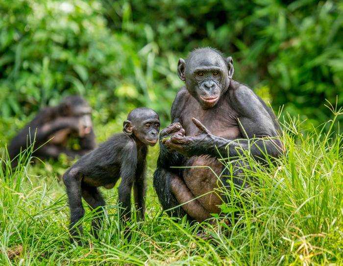 Значение бонобо в экосистеме