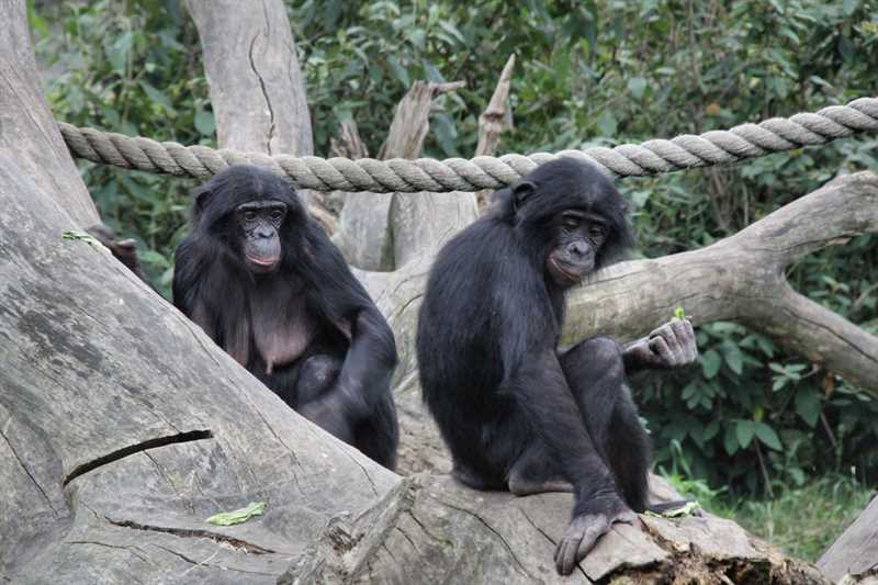 Бонобо или карликовый шимпанзе (Pan paniscus)