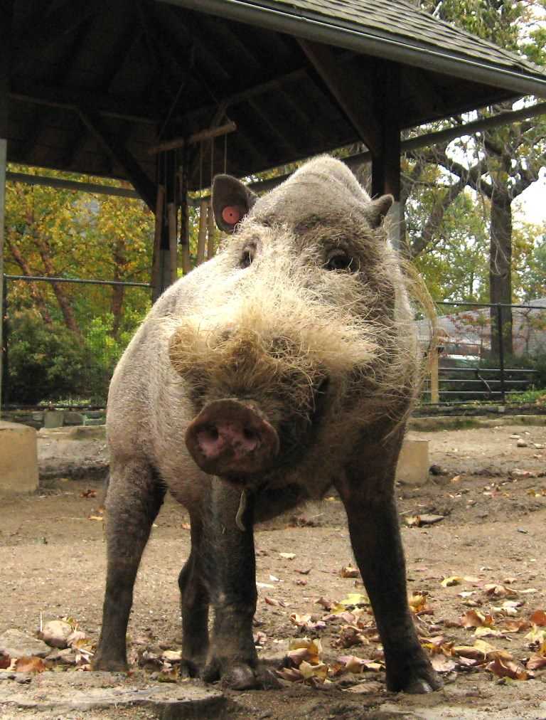 1. Бородатая свинья Палавана (Sus barbatus ahoenobarbus)