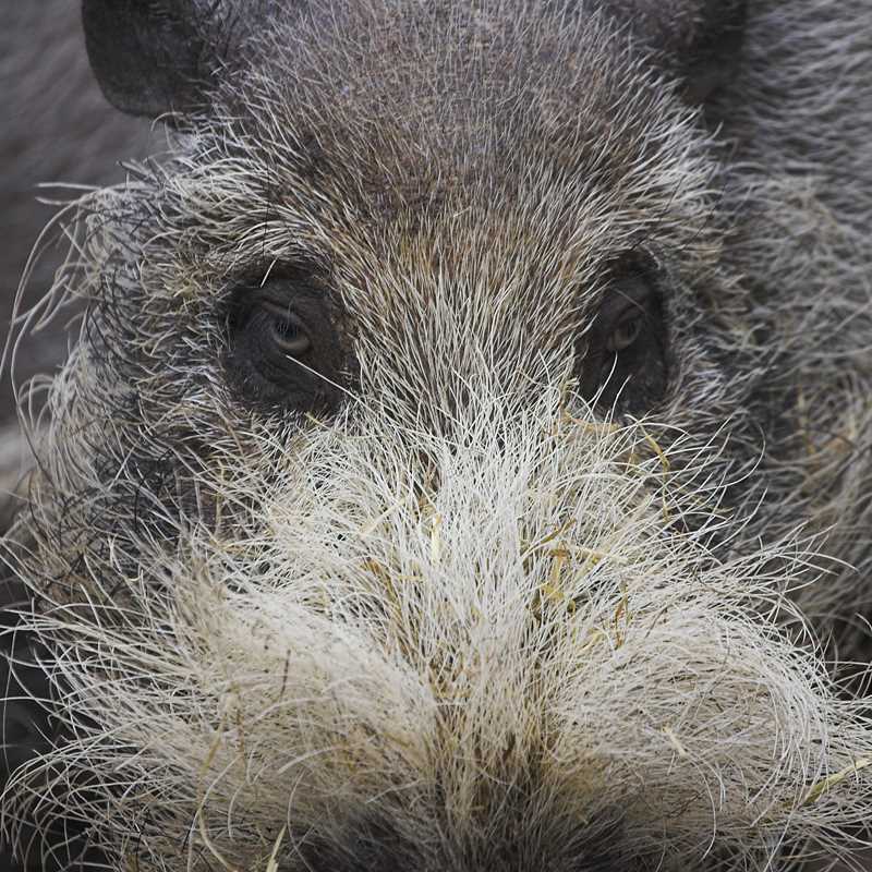 Список: Меры по сохранению бородатых свиней