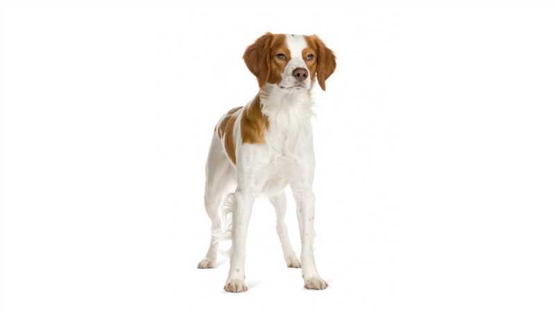 Цена на бретонского эпаньоля: сколько стоит завести собаку данной породы