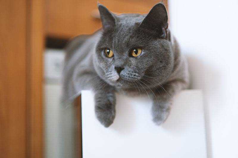 История происхождения породы британская короткошерстная кошка