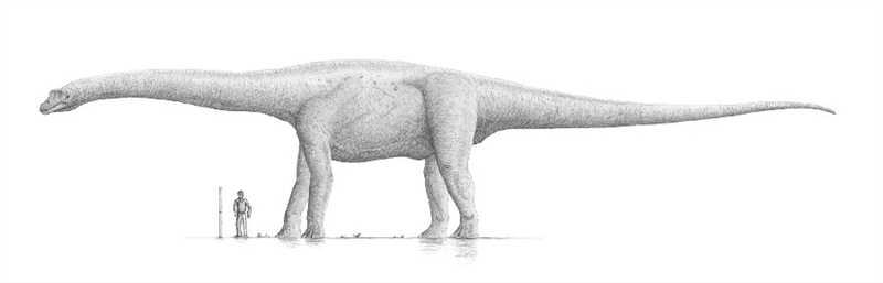 Размеры в сравнении с другими динозаврами