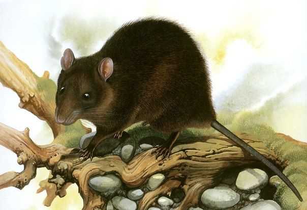 Бульдоговая крыса: особенности и происхождение