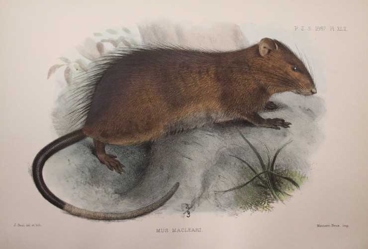 Бульдоговая крыса (Rattus nativitatis)