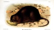Бульдоговая крыса (Rattus nativitatis) — вымершее чудо природы