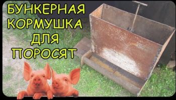 Бункерная кормушка для свиней: как выбрать и сделать своими руками?