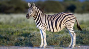 Бурчеллова зебра — особенности видового разнообразия и классификации