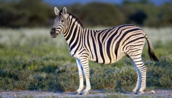 Бурчеллова зебра — особенности видового разнообразия и классификации