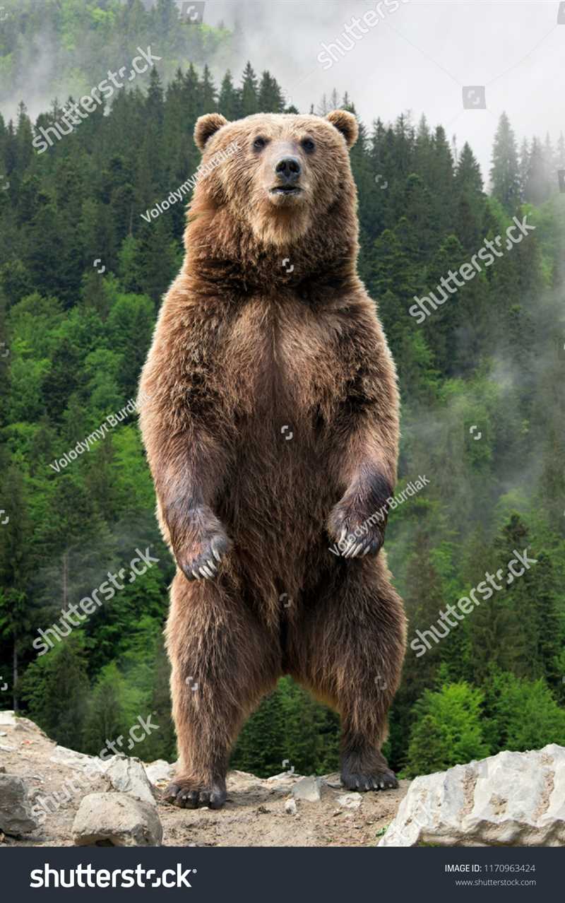 Описание бурого медведя