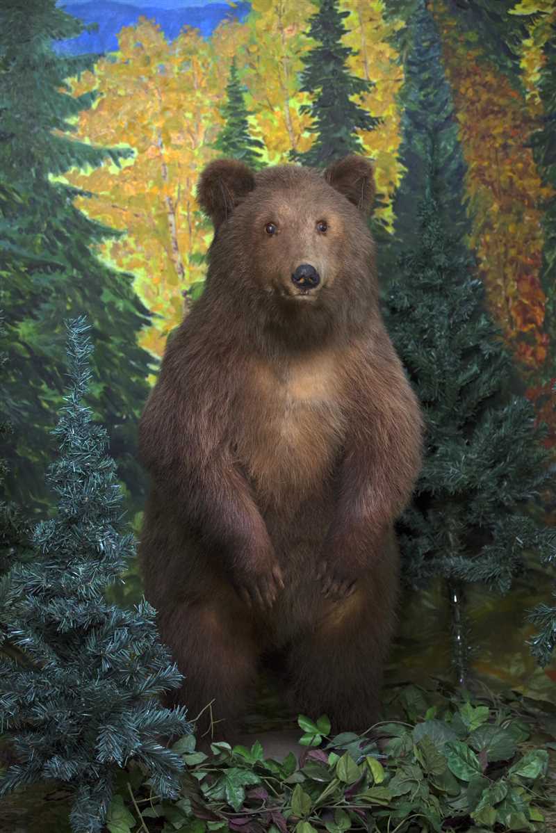 Размножение бурого медведя