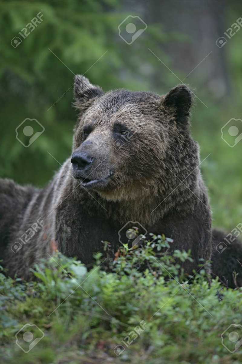 Особенности поведения бурого медведя