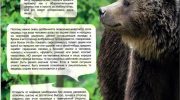 Бурый медведь — особенности и поведение