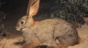 Бушменов заяц (Bunolagus monticularis)