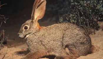 Бушменов заяц (Bunolagus monticularis)