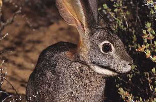 Морфология бушмена зайца и его адаптации в среде