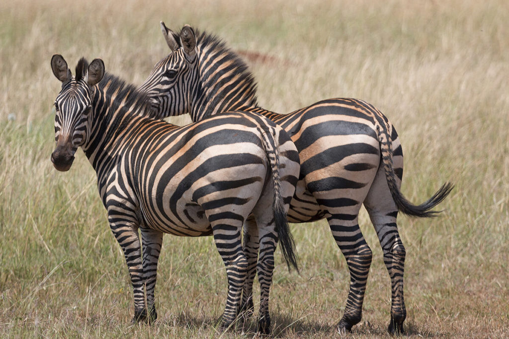 бурчеллова зебра
